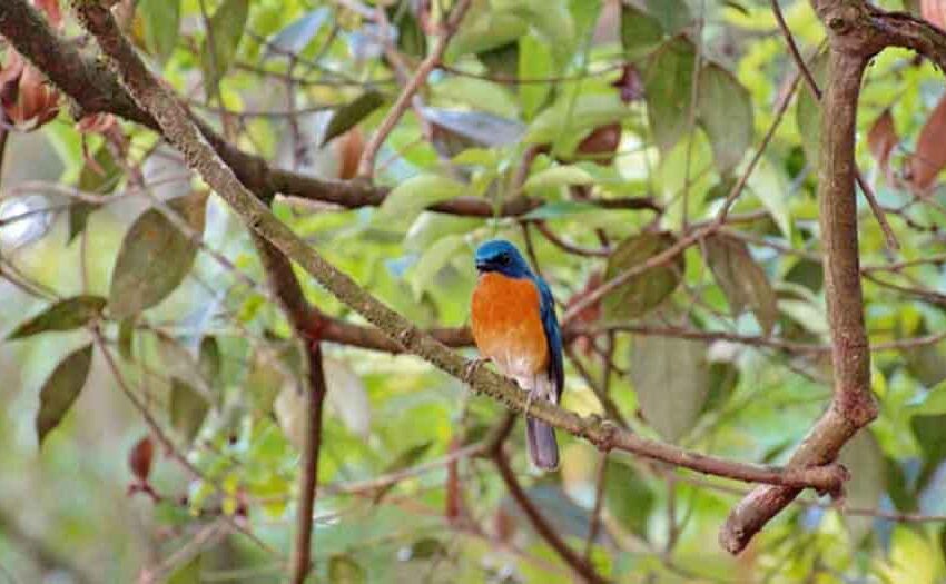  वास्तु टिप्स: घर पर इन पक्षियों का आना है बहुत शुभ, खुलेगी बंद किस्मत