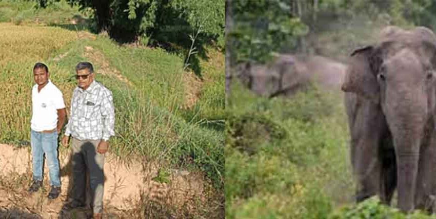  छत्तीसगढ़-बालोद में फिर से हाथियों की दस्तक से दहशत