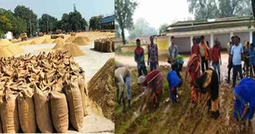  छत्तीसगढ़-सूरजपुर के गांव की सड़क पर उगती और कई वर्षों से मंडी में बिकती है धान