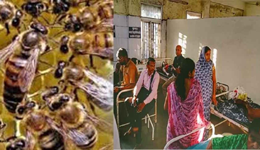  छत्तीसगढ़-बालोद में विचाराधीन कैदी के पिता की शव यात्रा में मधुमक्खियों का हमला