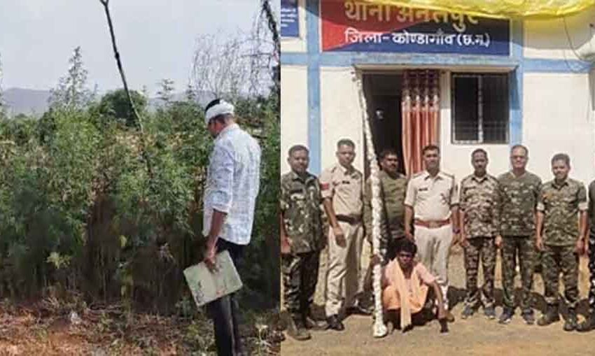  छत्तीसगढ़-कोण्डागांव में मक्के की आड़ में गांजे की खेती करते आरोपी गिरफ्तार