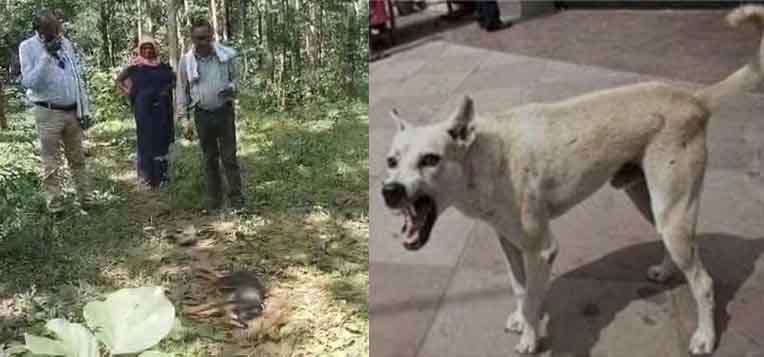  छत्तीसगढ़-बालोद में 3 मासूमों समेत 8 लोगों को काटने वाले पागल कुत्ते को ग्रामीणों ने मारा