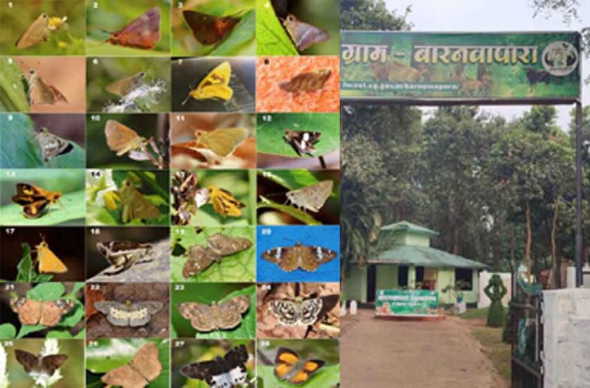  छत्तीसगढ़-बलौदाबाजार के बारनावापारा अभयारण्य में मिली नई तितलियां