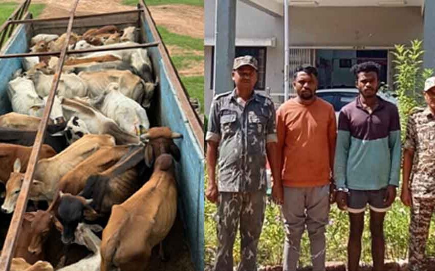  छत्तीसगढ़-कोंडागांव में दो गोतस्करों को गिरफ्तार कर 37 मवेशी बरामद