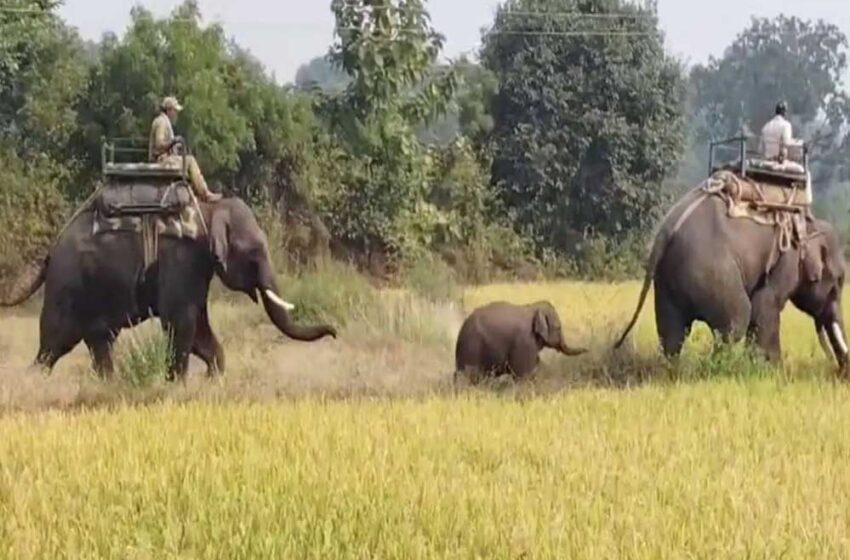  उमरिया में परिवार से बिछड़े हाथी के बच्चे वन विभाग की टीम ने रेस्क्यू कर बांधवगढ़ नेशनल पार्क पहुंचाया