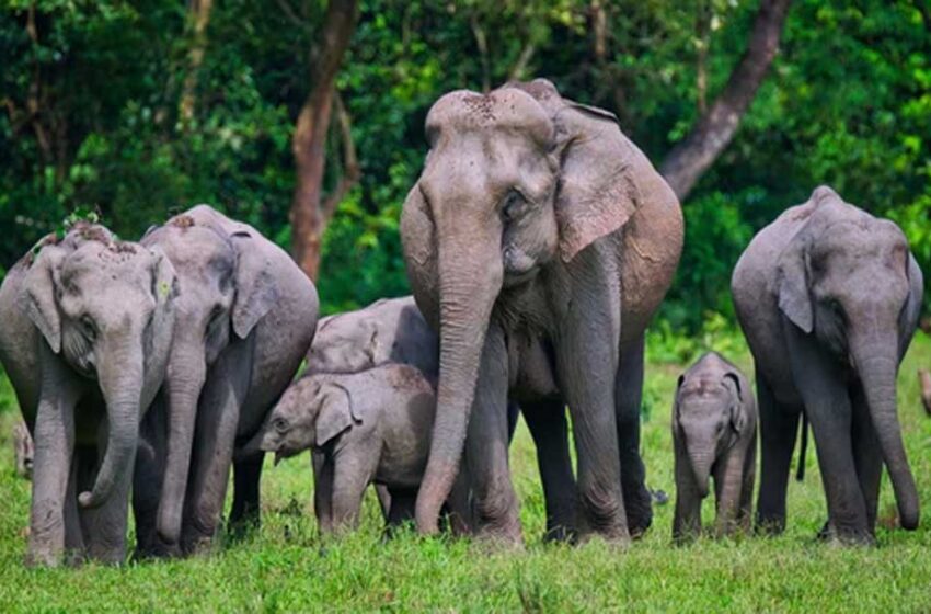  मध्य प्रदेश में बाघ और चीतों की तर्ज पर अब हाथियों को भी लगाया जायेगा सैटेलाइट कॉलर, जानिए नया प्लान
