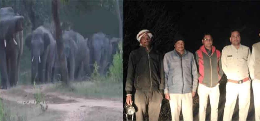  छत्तीसगढ़-कबीरधाम के एमपी बॉर्डर पर पहुंचे चार हाथी