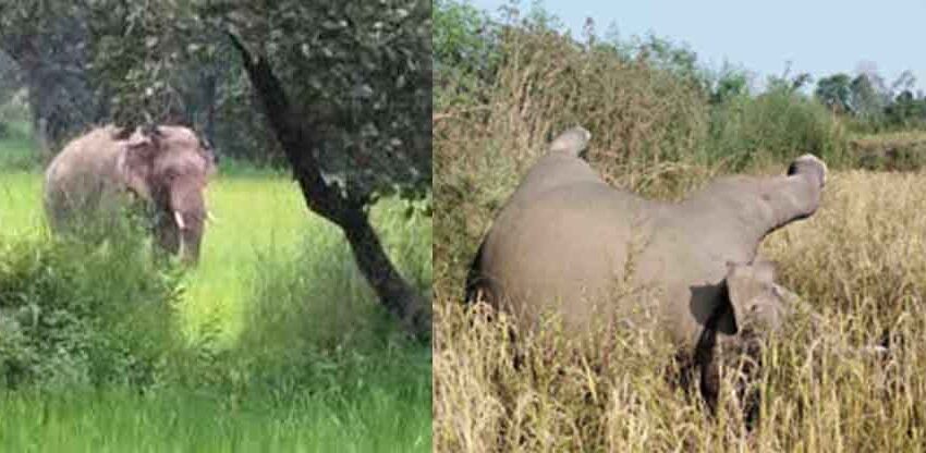  छत्तीसगढ़-मुंगेली में लोरमी जंगल में नन्हें हाथी का संदिग्ध शव मिला