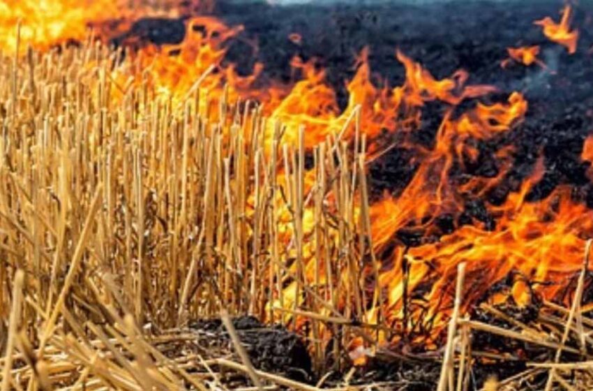  देश की केंद्र सरकार ने पराली जलाने पर रोक लगाने के लिए खर्च किए 3,623 करोड़ रुपये