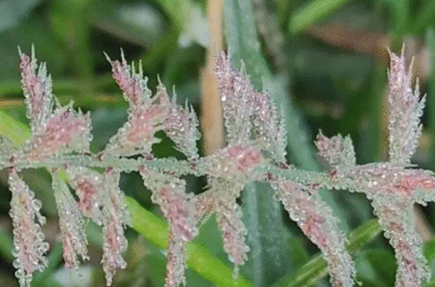  ठिठुरा प्रदेश, पचमढ़ी में 1.8 डिग्री पारा, भोपाल में 2 साल का रिकॉर्ड टूटा, 16 शहरों में अगले 4 दिन शीतलहर का अलर्ट