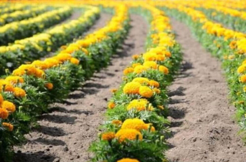  कोरिया के किसान फूलों से बनेंगे लखपति ! होगा लाखों रुपये का मुनाफ़ा, बनी है ये योजना