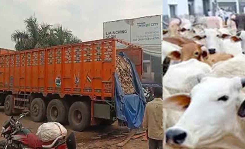  छत्तीसगढ़-दुर्ग में गाय की खाल से भरा ट्रक सहित ड्राइवर सहित दो हिरासत में