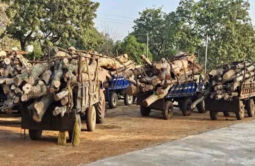  छत्तीसगढ़-बालोद में वन विभाग ने अवैध लकड़ी परिवहन करते आठ ट्रैक्टर किए जब्त