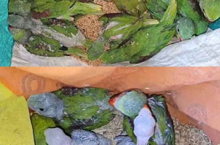  छत्तीसगढ़-गरियाबंद में वन विभाग ने 26 तोते के साथ आरोपी को किया गिरफ्तार