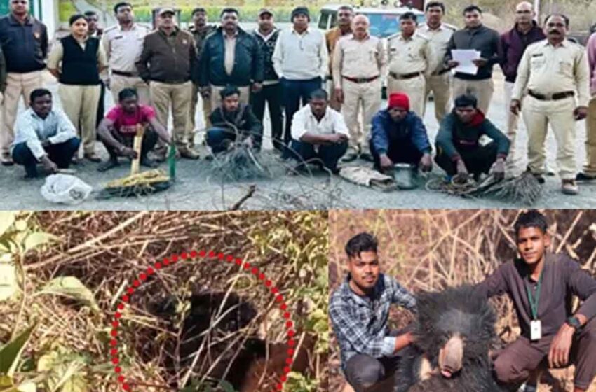  छत्तीसगढ़-मरवाही में जाल में मादा भालू की मौत पर 4 शिकारियों को किया गिरफ्तार