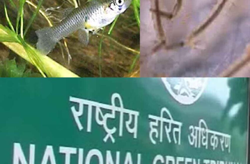  एनजीटी ने केंद्र से पूछा-मच्छर रोकने जल निकायों में क्यों छोड़ी जा रहीं आक्रामक मछलियां