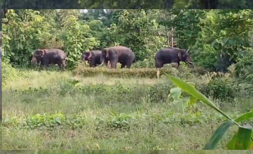 शहडोल में हाथियों का कहर: चार हाथियों का झुंड पहुंचा, वन विभाग ने जारी की चेतावनी
