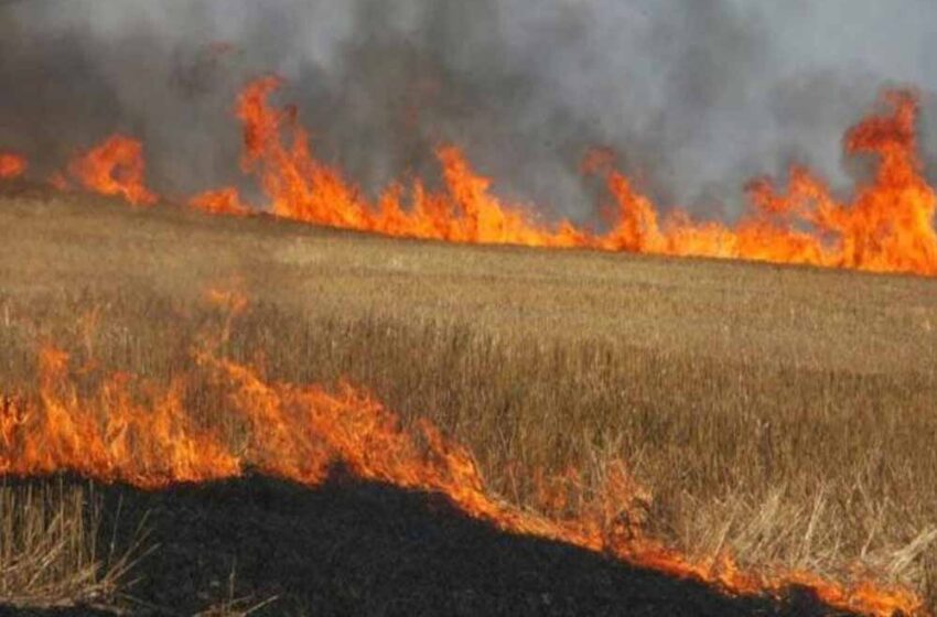  मध्यप्रदेश में पराली प्रबंधन की नई पहल, किसानों को धान और गेहूं के अवशेष से होगा फायदा