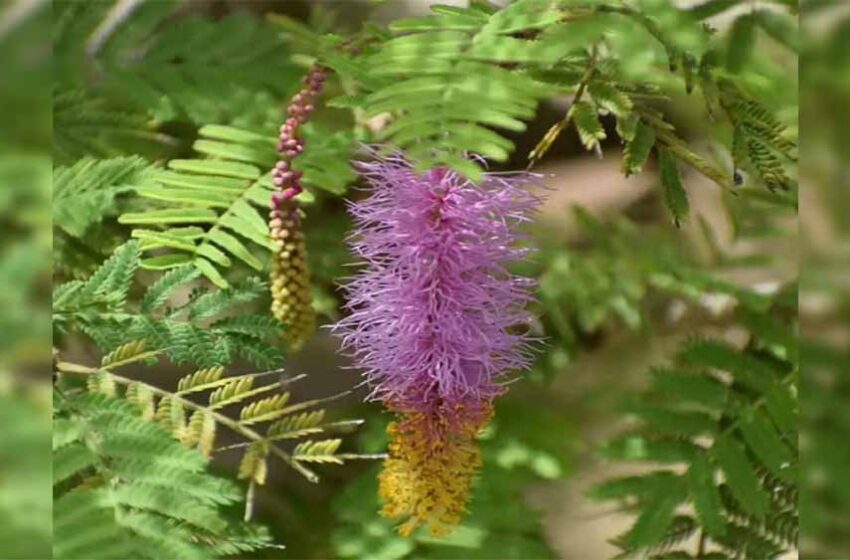  शमी पूजा क्यों है दशहरे पर विशेष? जानें ऐतिहासिक और धार्मिक कारण