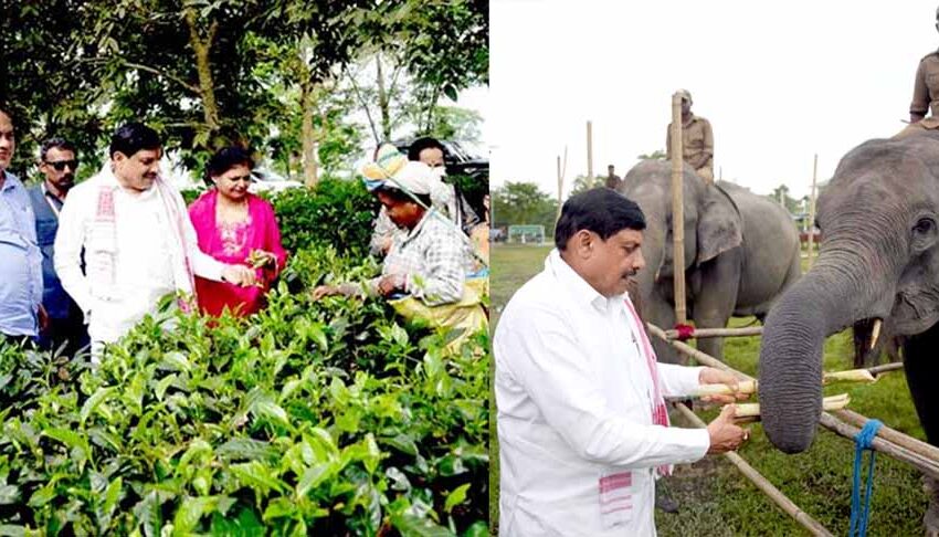  मुख्यमंत्री डॉ. यादव ने काजीरंगा नेशनल पार्क का किया भ्रमण