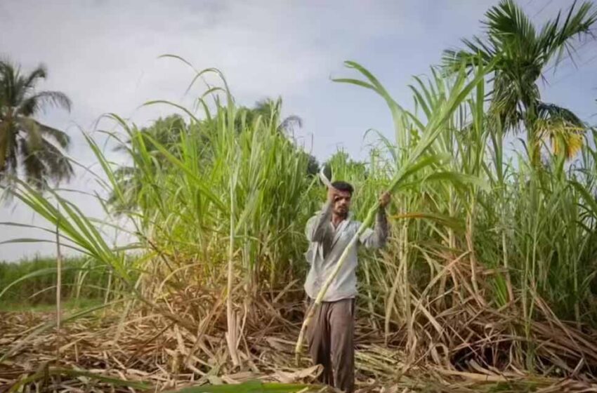  खुशखबरी: गन्ना किसानों को मिला 5.98 करोड़, दीपावली की खुशियाँ दोगुनी