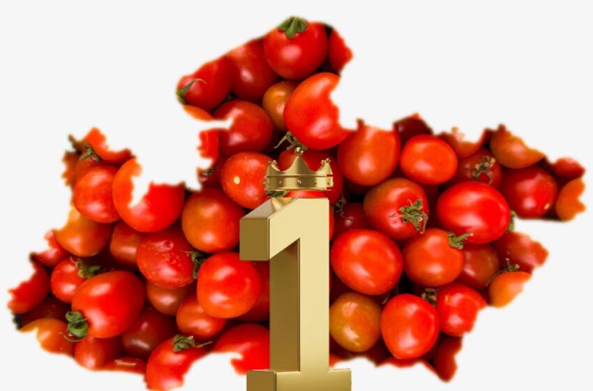  टमाटर उत्पादन में मध्य प्रदेश बना देश का नंबर-1 राज्य