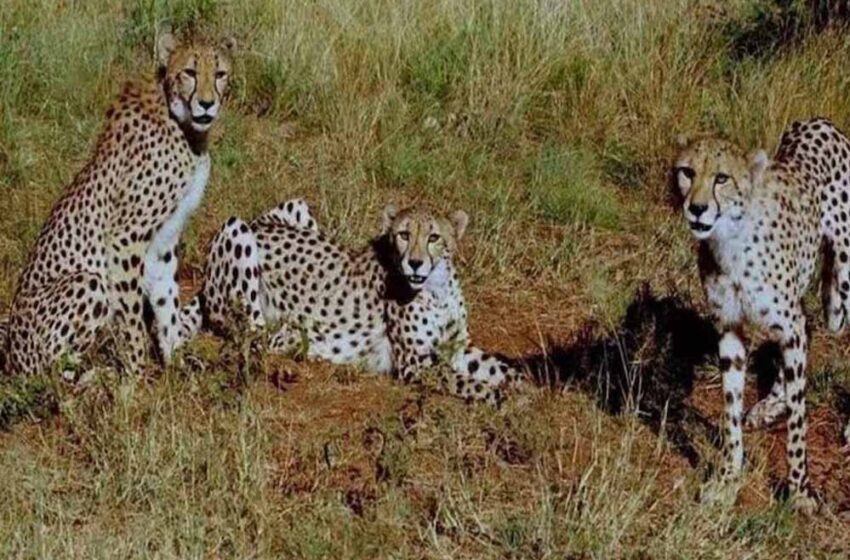  नौरादेही में बनेगा तीसरा चीते का घर, केंद्र ने दिए 4 करोड़, कूनो और गांधी सागर के बाद नई पहल