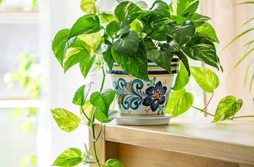  मनी प्लांट लगाने के बाद भी लाभ नहीं मिल रहा? वजह बन सकती हैं ये आम गलतियां