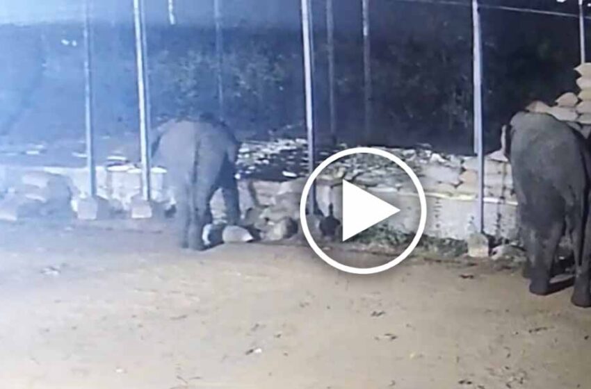  हाथियों ने मचाया तांडव: धान खरीदी केंद्र से रात में 15 बोरी धान बरबाद