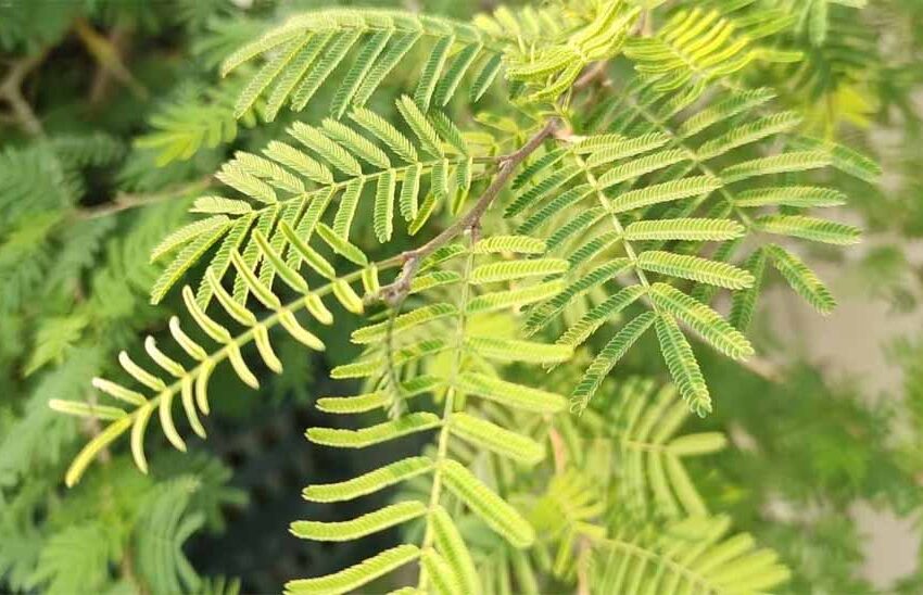  Vastu Shastra: शमी का पौधा कहां लगाएं? जीवन में आएगी खुशहाली और धनलाभ