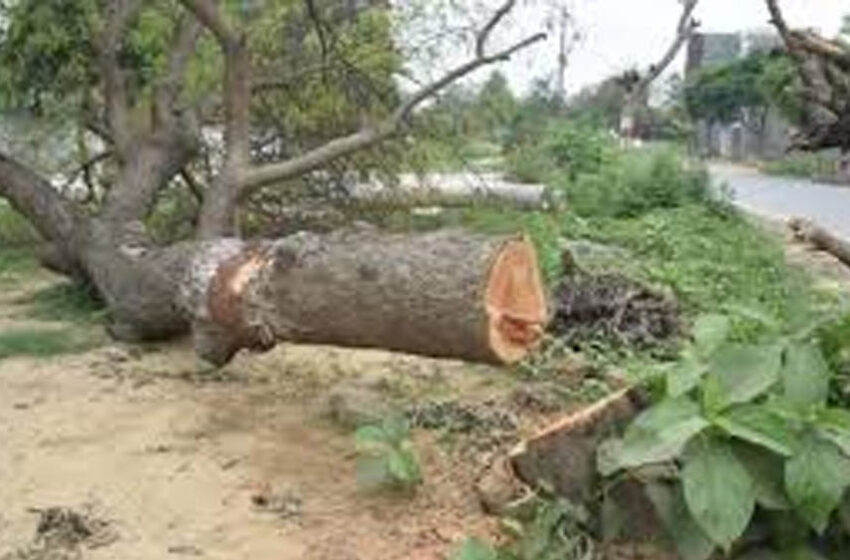  NGT ने लगाया ब्रेक: भोपाल अयोध्या बायपास पर अब नहीं कटेंगे पेड़