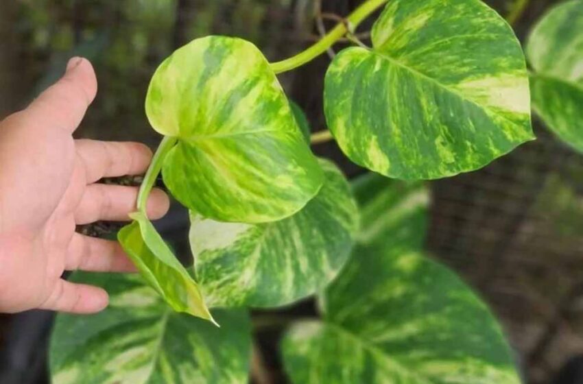  वास्तु के अनुसार यहां लगाएं मनी प्लांट, कुछ ही दिनों में दिखेगा चमत्कारी असर