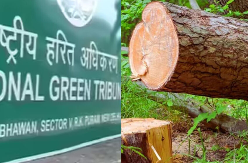  NGT ने पूछा जवाब: मध्य प्रदेश में 15 लाख पेड़ों की कटाई का प्रस्ताव चर्चा में