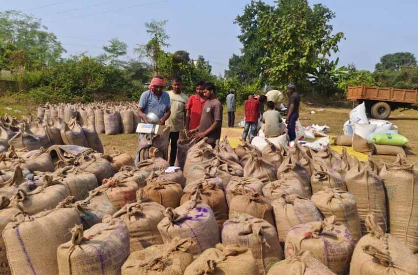  धान का 21 क्विंटल प्रति एकड़ के हिसाब से हो रहा उपार्जन