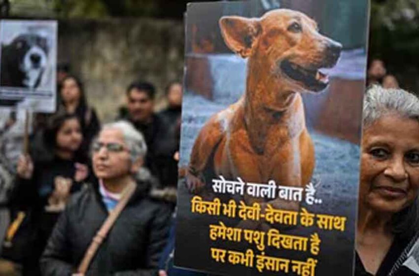  पत्थर मारकर कुत्ते को बनाया गया हिंसक! सुप्रीम कोर्ट में पीड़िता ने रखा सच