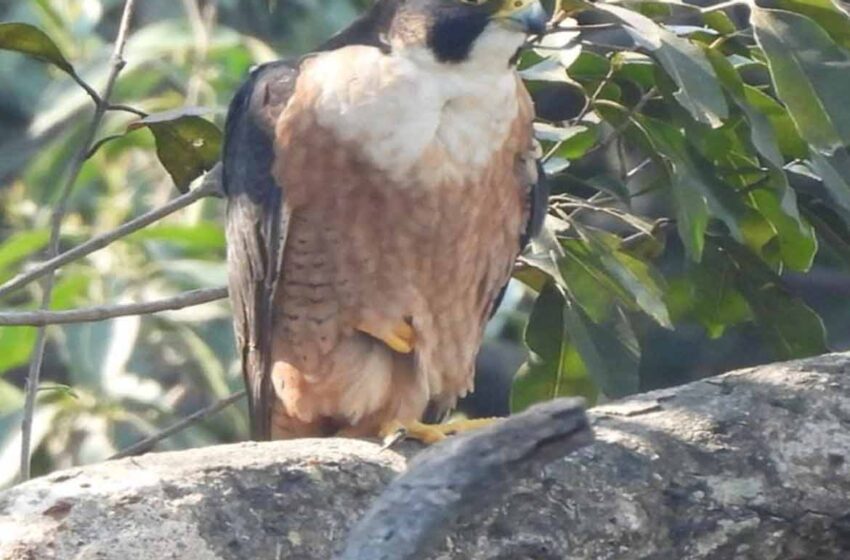  जैव विविधता की बड़ी पुष्टि: उदंती-सीतानदी टाइगर रिजर्व में नजर आया पेरेग्रीन फाल्कन